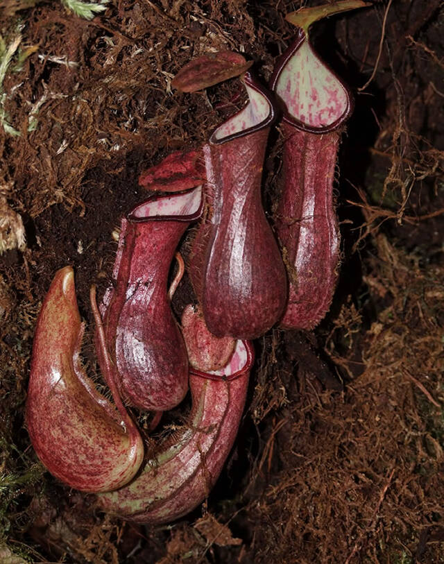 婆罗洲岛食肉植物猪笼草Nepenthes pudica可以捕捉生活在地下的猎物