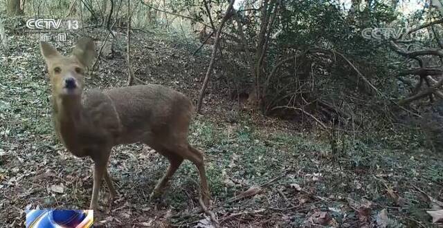 全国生态质量指数纳入生物多样性指标 促进保护原有物种