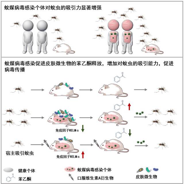 皮肤共生微生物释放的苯乙酮调控感染宿主对蚊虫的吸引能力，抑制宿主皮肤微生物介导的苯乙酮释放可有效阻断蚊媒病毒传播循环。