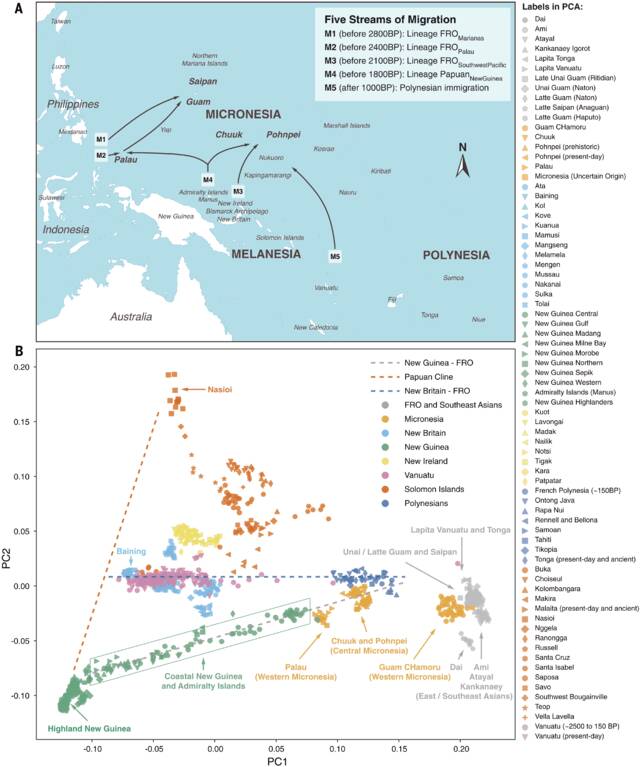 对密克罗尼西亚人DNA的分析揭示独特的人群迁徙模式