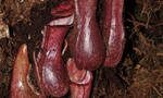 婆罗洲岛食肉植物猪笼草Nepenthes pudica可以捕捉生活在地下的猎物