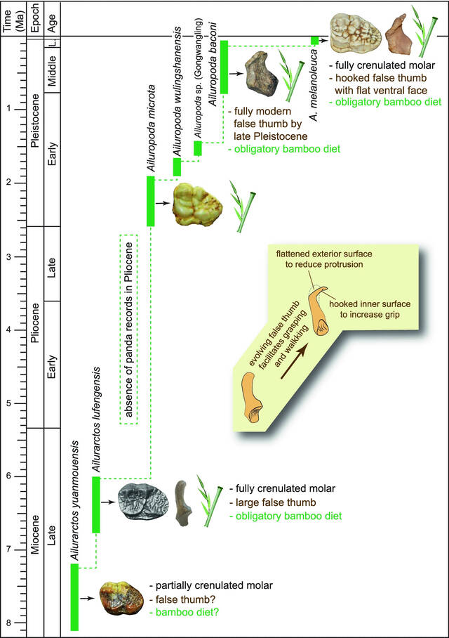 始熊猫的伪拇指将大熊猫吃竹子的历史追溯到600万年前