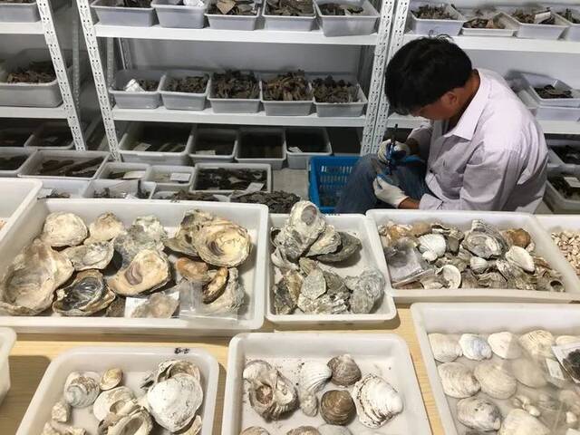 图为井头山遗址出土的大量贝壳。（2020年5月30日摄）（资料图片）张旭东摄
