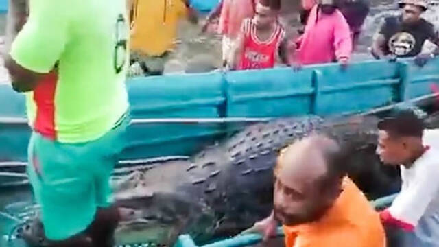 印尼西巴布亚省建筑工人遭河中鳄鱼拖进水里隔日发现肚子肿胀的鳄鱼