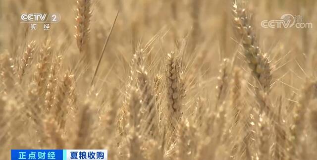 全国夏粮收购进入高峰期 主产区小麦累计收购2934万吨