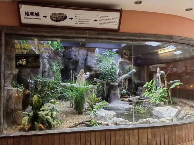 上海动物园两爬馆全新升级 这些变化不容错过