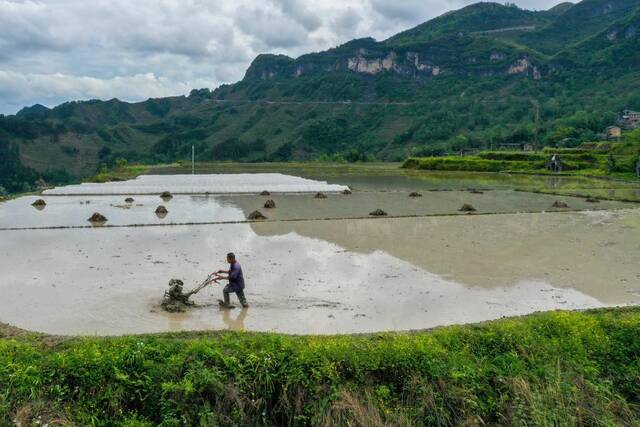 4月25日，重庆市酉阳县花田乡，稻农在水田里使用小农机进行劳作（无人机照片）。新华社记者唐奕摄