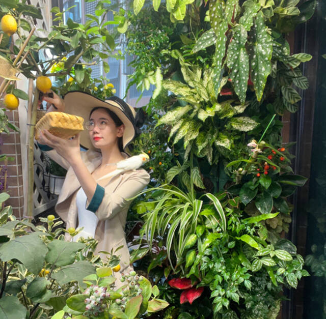 今年4月，插画师钟柳在深圳自家阳台小果园采摘柠檬，宠物鹦鹉“小鸡”飞上了她的肩头。受访者供图