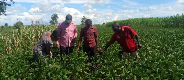 “小豆子、大营养”项目坦方团队和村民在坦桑尼亚田间观察大豆生长情况。（中国农业大学国际发展与全球农业学院供图）