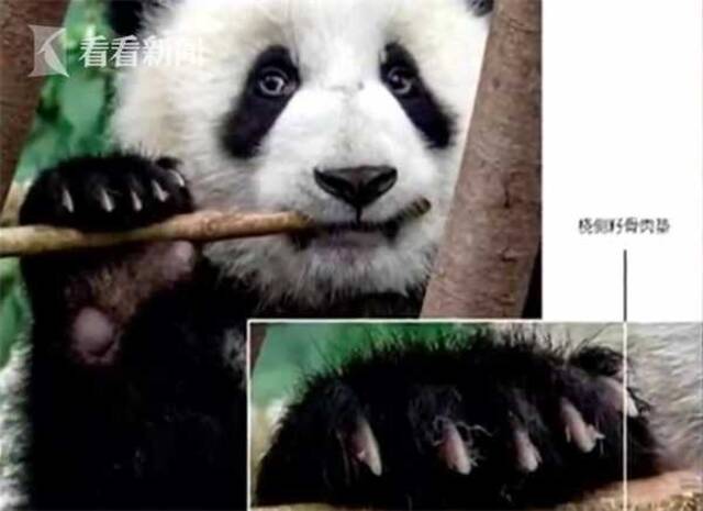 视频｜大熊猫吃竹子历史或可追溯到600万年前