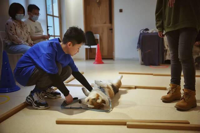 ▲4月10日，天通苑一家犬行为训练中心，牵引技巧团体课上，大佟安抚一只赖在地上不走的小狗。