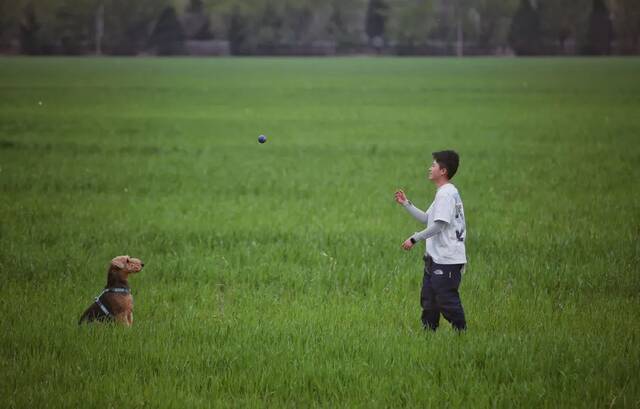 如何“听懂”宠物的话？