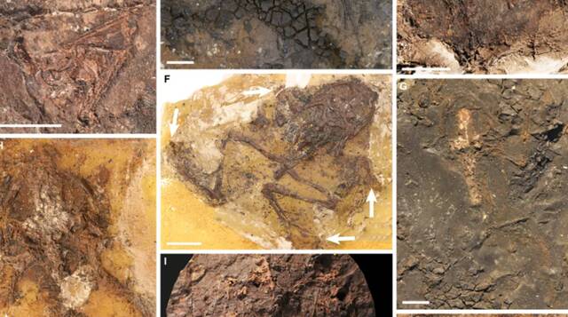 德国沼泽地4500万年前发生的“青蛙交配死亡陷阱”