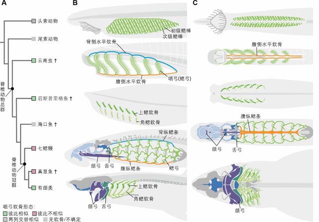 我国古生物学者证实5.18亿年前的云南虫是地球上最古老的脊椎动物