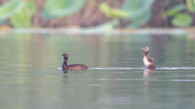 青头潜鸭雌鸟与雏鸟在白洋淀湿地活动。（刘洵摄）