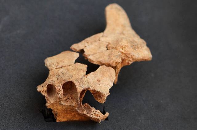 西班牙北部最新发现的人类面部化石（图源：西班牙《国家报》）