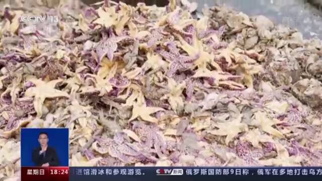 海星再现青岛胶州湾 “不速之客”为何不请自来？