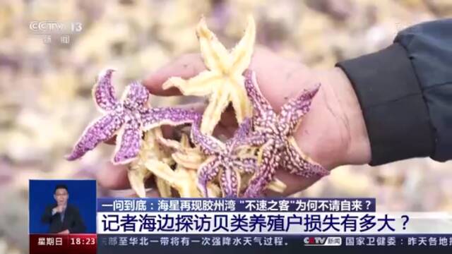 海星再现青岛胶州湾 “不速之客”为何不请自来？