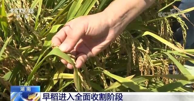 在希望的田野上·三夏时节  湖南各地早稻进入全面收割阶段