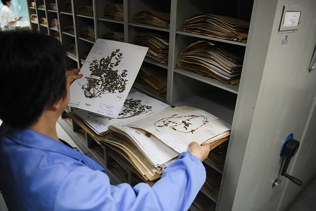 2022年7月4日，在华南国家植物园标本馆，工作人员整理植物标本。邓华/新华社图