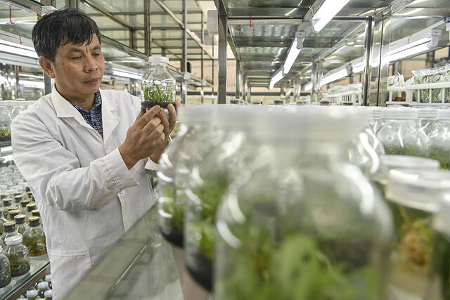 华南国家植物园工作人员展示培养室内的兜兰试管苗（2022年7月4日摄）。中新社记者陈骥旻/视觉中国图