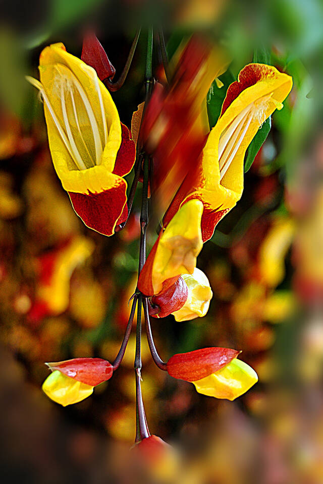 华南国家植物园内的老鸦嘴黄花（2021年3月28日摄），原产于印度。文宝丽/视觉中国图