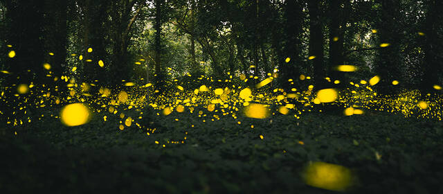 华南国家植物园，草丛里飞舞着的萤火虫（2022年5月25日摄）视觉中国图