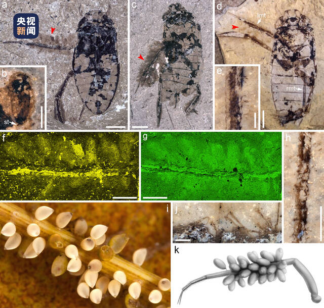 研究发现卡拉划蝽独特的携卵行为昆虫育幼行为的直接证据提前近4000万年