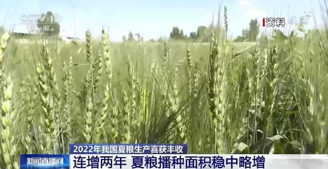 2022年我国夏粮生产喜获丰收  连增两年 夏粮播种面积稳中略增