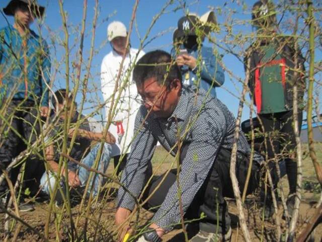 吉林农业大学田间实习，老师正在进行蓝莓修剪。