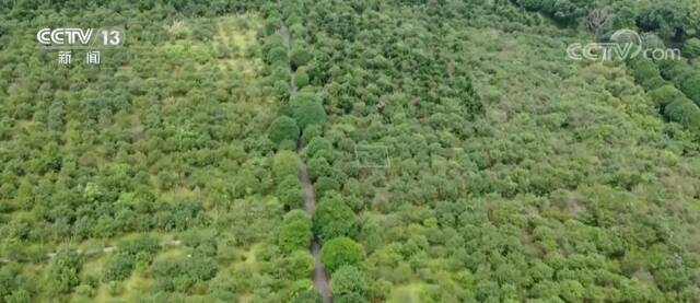 国家林草局：完成造林5400万亩 治理沙化、石漠化土地2160万亩