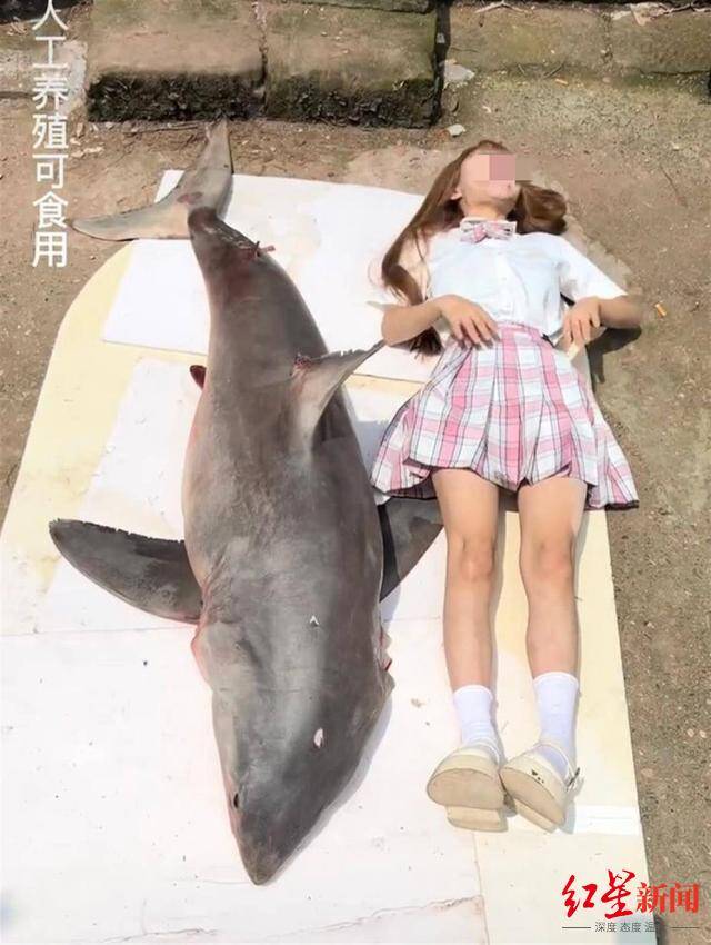 百万粉丝网红博主疑烹食噬人鲨遭举报 当事人回应：“是尖齿鲨，渠道正规”