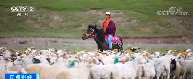 暑期消夏游  青海：草原深处 看牛羊转场之旅