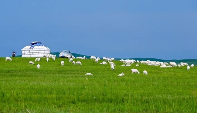 羊群在内蒙古锡林郭勒盟的草原上觅食（2021年7月15日摄）。新华社记者连振摄