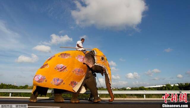 资料图：斯里兰卡民众骑着大象，庆祝卡图纳耶克一条高速公路建成。