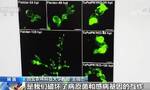 开创性成果！我国科学家破解小麦条锈病感病基因密码