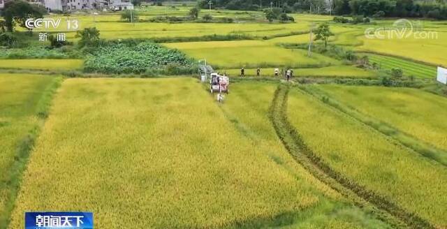 在希望的田野上  多地早稻、小麦进入成熟期 大面积开镰收割