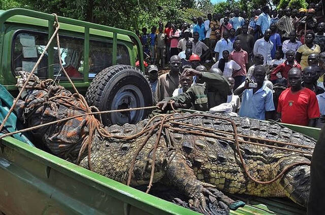 非洲乌干达5公尺长变种巨鳄“本拉登”吃掉至少83人几乎灭村