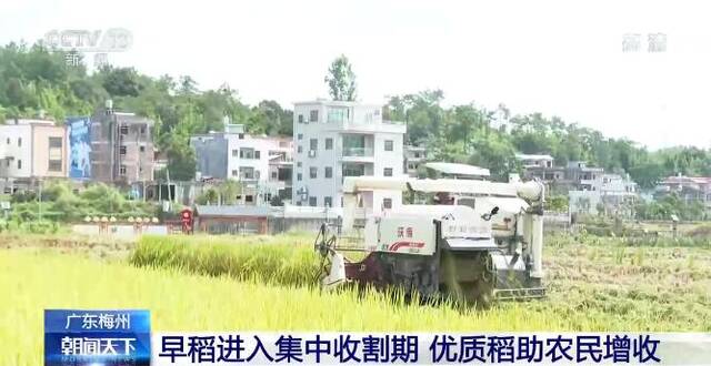 广东梅州早稻进入集中收割期 优质稻新技术助农民增收