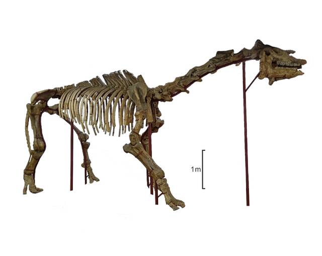 灵武巨犀骨架。图片由中科院古脊椎所提供