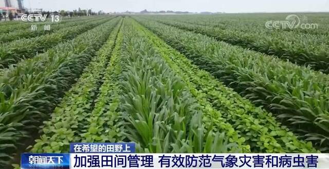 在希望的田野上  推进化学农药减量增效 促进作物生长发育