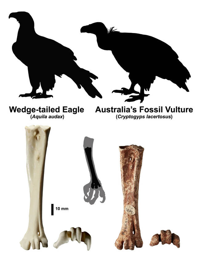 古生物学家发现澳大利亚第一块秃鹰化石Cryptogyps lacertosus