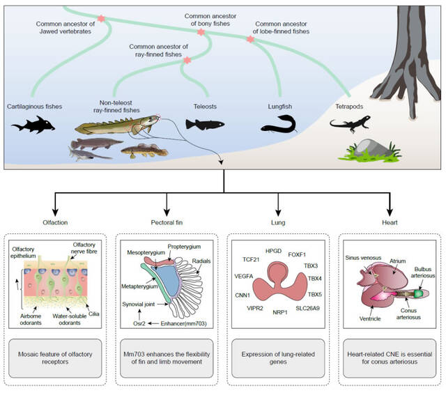 破解脊椎动物水生到陆生演化之谜验证达尔文提出的肺和鱼鳔是同源器官的假说