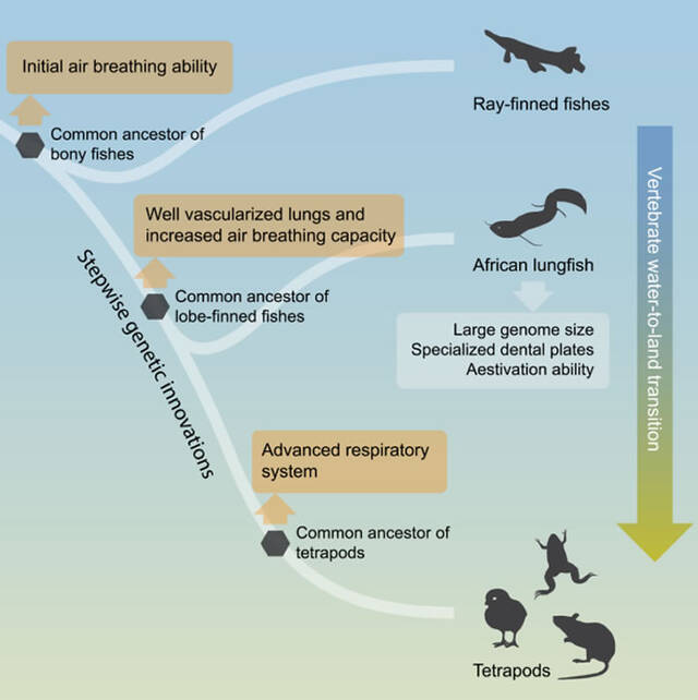 破解脊椎动物水生到陆生演化之谜验证达尔文提出的肺和鱼鳔是同源器官的假说