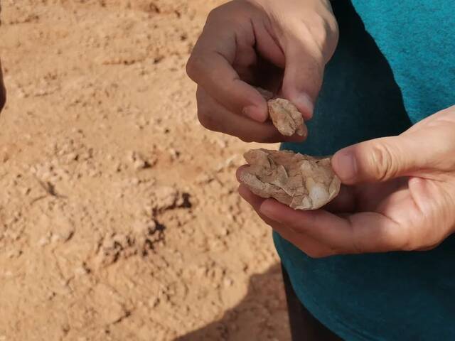 巴彦淖尔一地发现大量恐龙化石碎片初步判断为原角龙