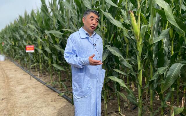 7月19日，北京市农林科学院玉米研究中心主任赵久然介绍今年鲜食玉米的种植情况。新京报记者田杰雄摄