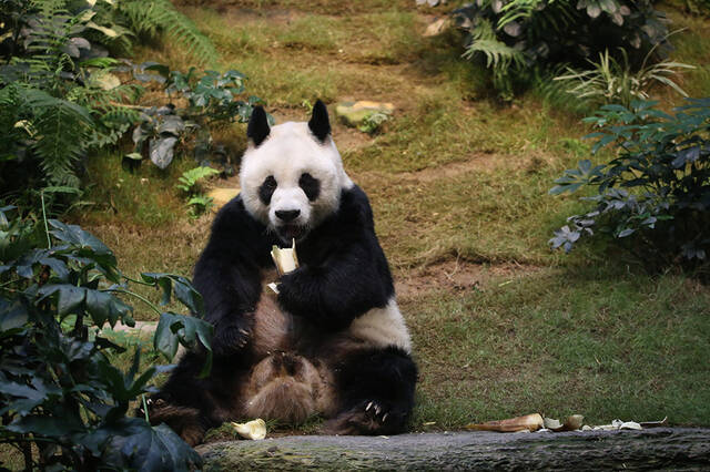 在吃竹笋的大熊猫安安。