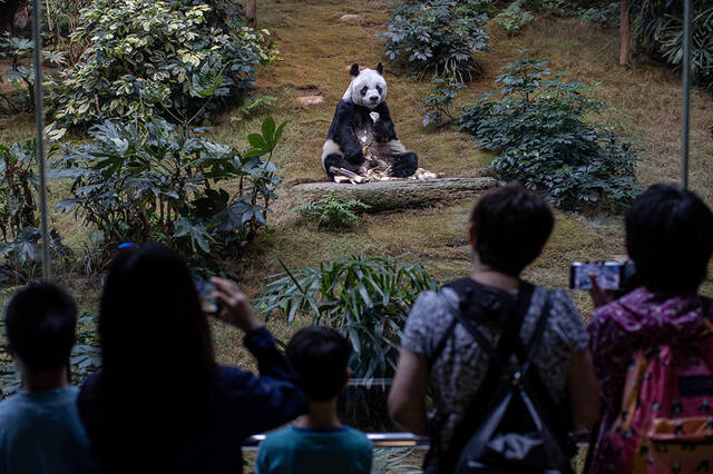 2020年9月18日，中国香港海洋公园，游客在观看大熊猫安安吃竹笋。IC图