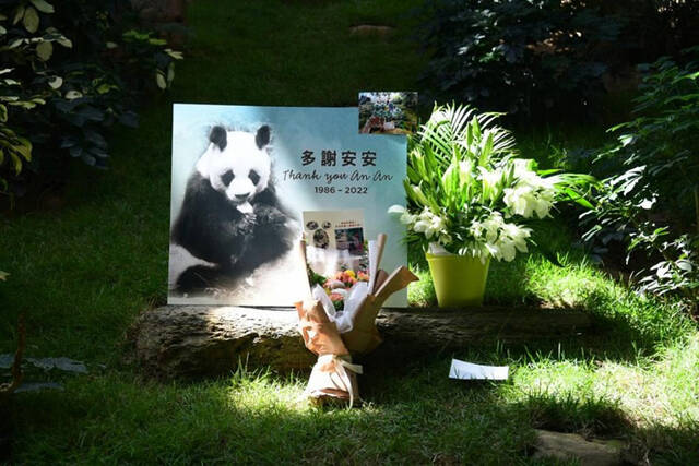 馆内摆设悼念安安的照片和鲜花。图片来源：橙新闻