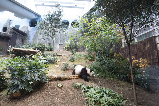 香港海洋公园，大熊猫安安。IC资料图